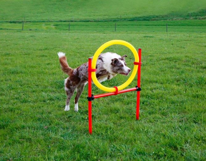 Dog Agility Set