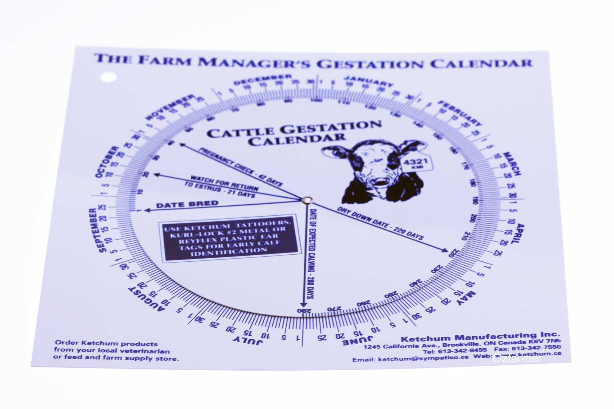 Calving  Gestation Calendar Cattle Cows Dairy