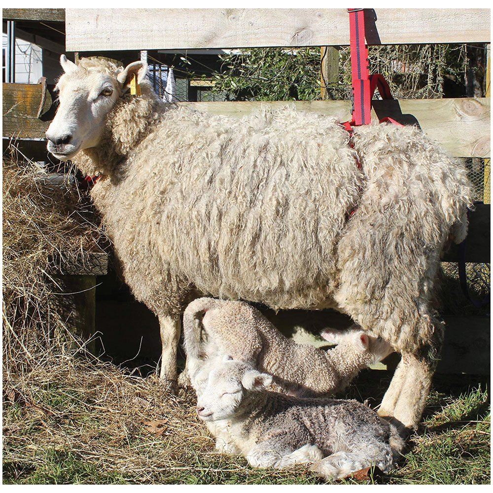 Adlam Versatile Lambing Harness for Prolapse Support, Adoption and Mothering Assistance