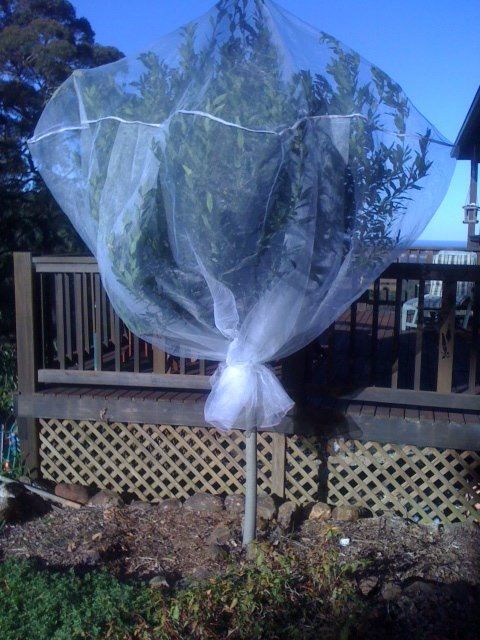 Standard Fruit Saver Garden Net for Fruit Trees and Vegetables