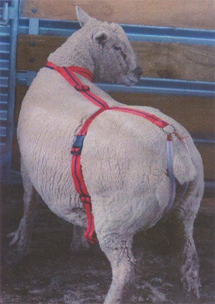 Adlam Versatile Lambing Harness for Prolapse Support, Adoption and Mothering Assistance