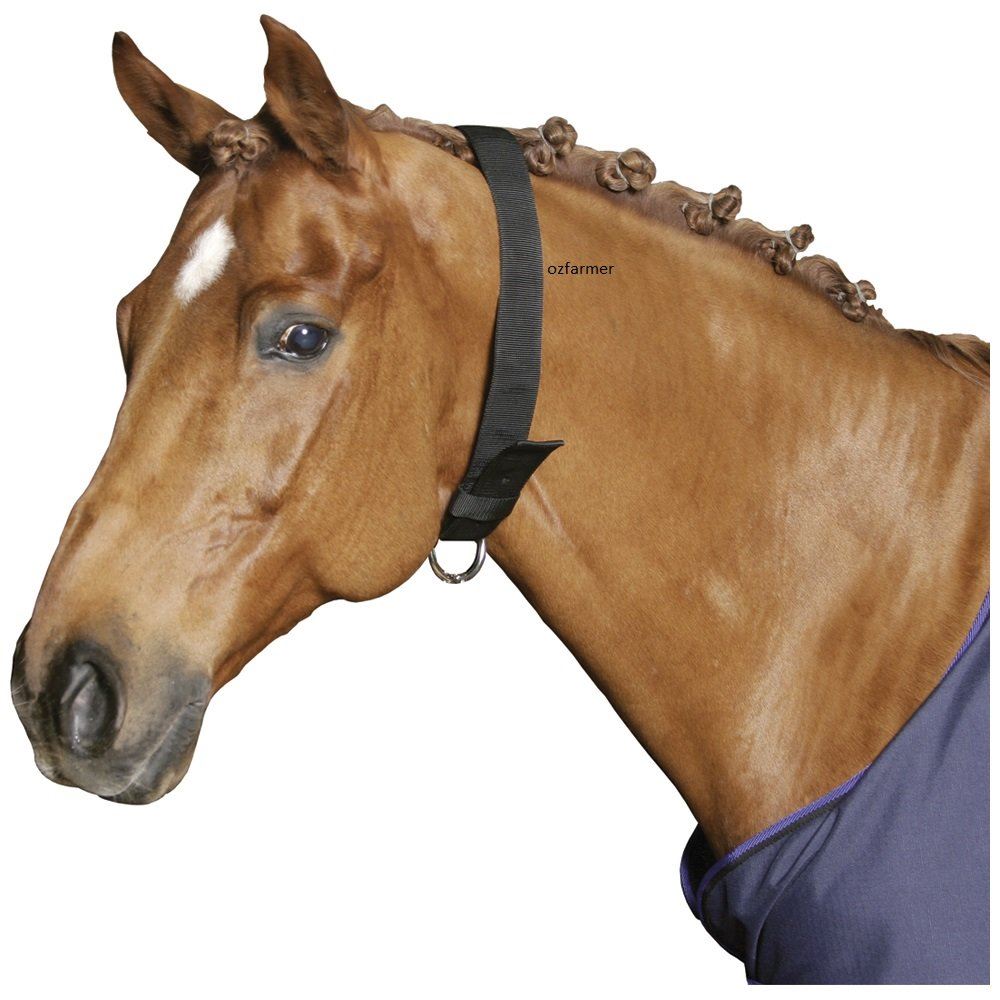 Collar Horse Webbing Black