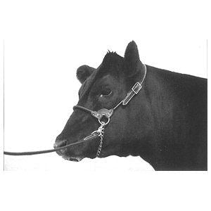 Show Halter Black Leather Round Strap Yearling Heifer